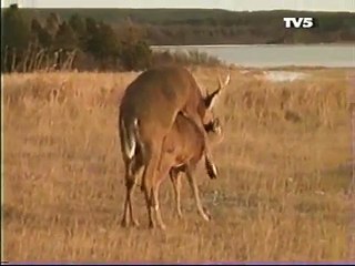 deer matting with a buck in deer matting season