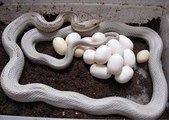 Snake Breed Mating And Laying Eggs