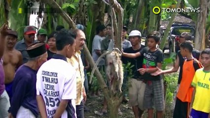 Video herunterladen: Monyet serang manusia di Jawa Tengah, warga panggil sniper - TomoNews