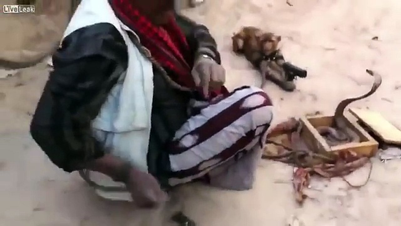 Bağlı olan Maymunu Kobraya Yem Ettiler ! Vicdansızlık Bu !