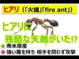 殺人アリ「ヒアリ」そんな「殺人アリ(火アリ)」に残酷な天敵がいた！(There was a cruel natural enemy to a killer ant 