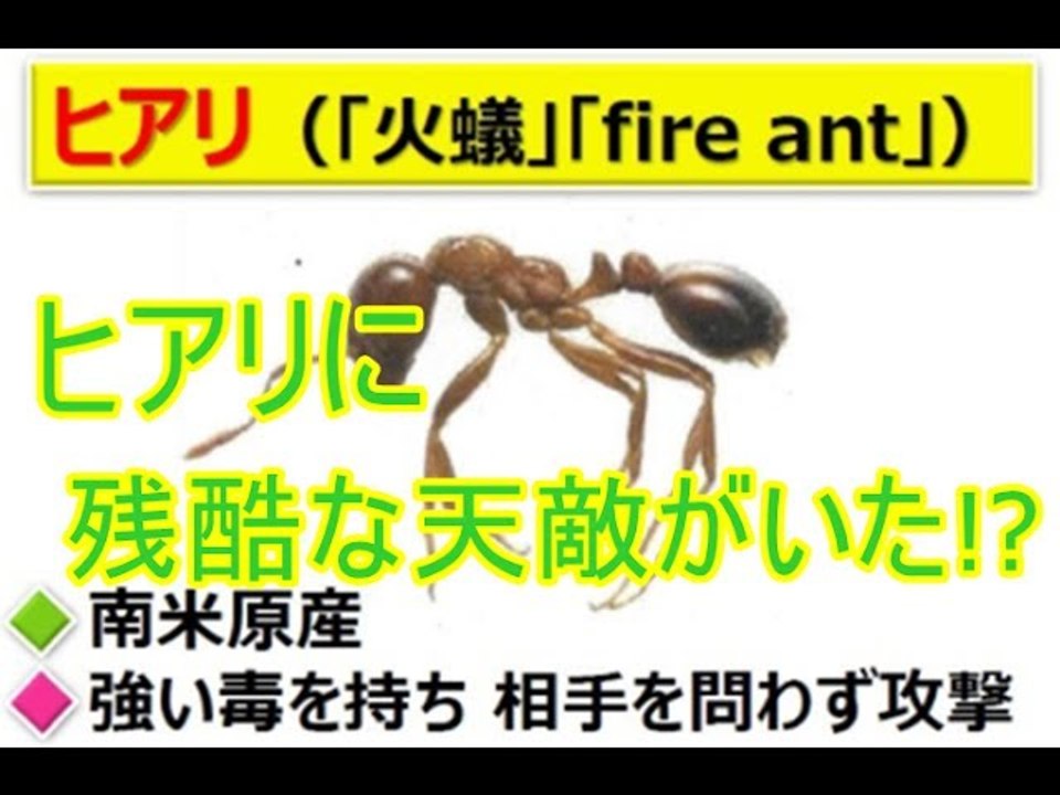 殺人アリ「ヒアリ」そんな「殺人アリ(火アリ)」に残酷な天敵がいた！(There was a cruel natural enemy to a killer ant "fire ant" such ")