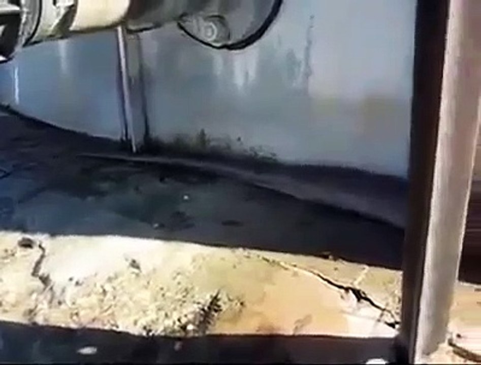 Bu Yılanı Görenler Korkudan Küçük Dilini Yutuyor