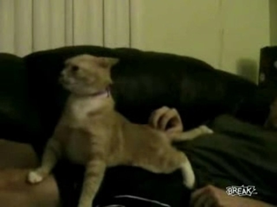 Cat-confused-by-scratching
