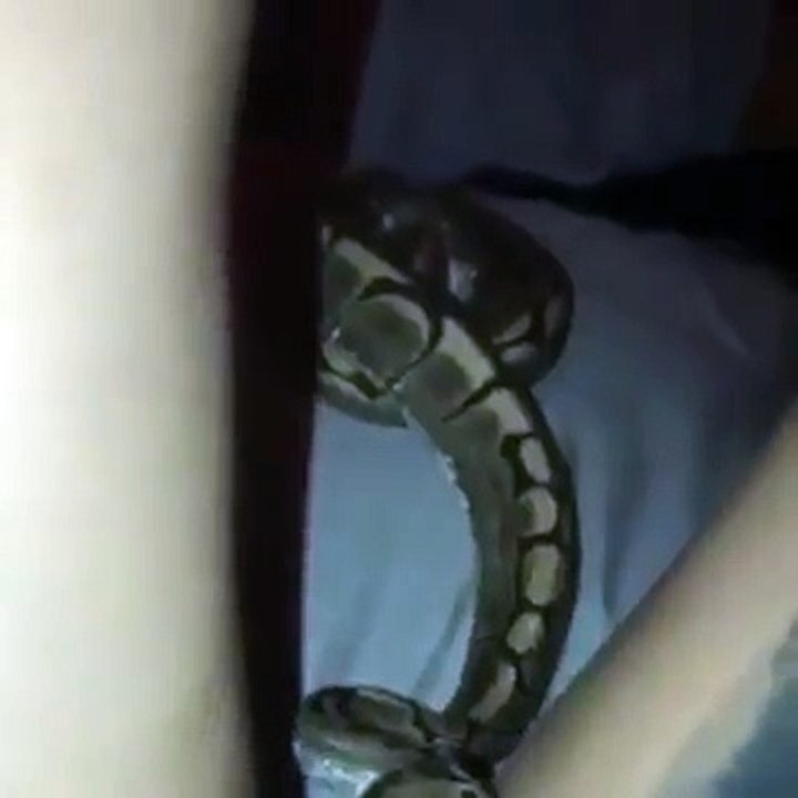 Cette fille a cru qu'il serait mignon de montrer son serpent sur Instagram !