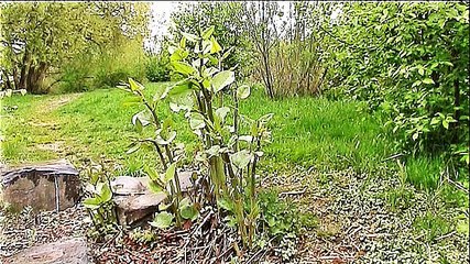 Am Fluss Aar entlang – 2