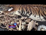 Polisi Tangka Penjual Kulit Harimau Sumatera Bernilai Puluhan Juta Rupiah -  NET12