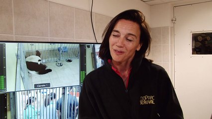 Panda dá luz a gêmeos, um bebê morreu