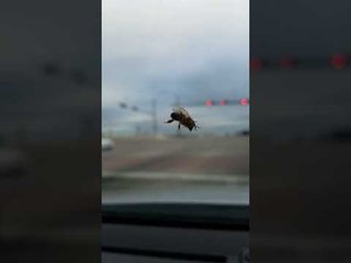 Man Cheers On Resilient Bee Clinging Onto Windscreen