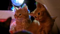 'Meowllennials' Are The Next Generation of Pawsome Internet Celebs Helping Stray Kittens
