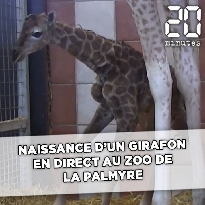 Naissance en direct d'un girafon au zoo de La Palmyre
