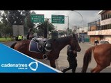 Se escapan 30 caballos de la policía del DF y causan daños en Fray Servando