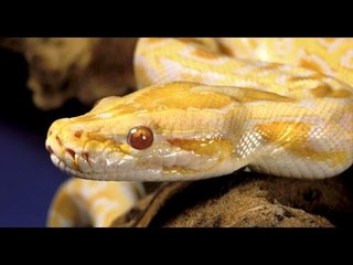 Conoce un poco más de una pitón albina
