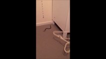 Quand tu trouves un serpent dans ta chambre