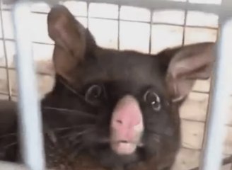 Референдум