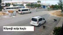 Antalya'da sürücü, köpeği bilerek ezip kaçtı