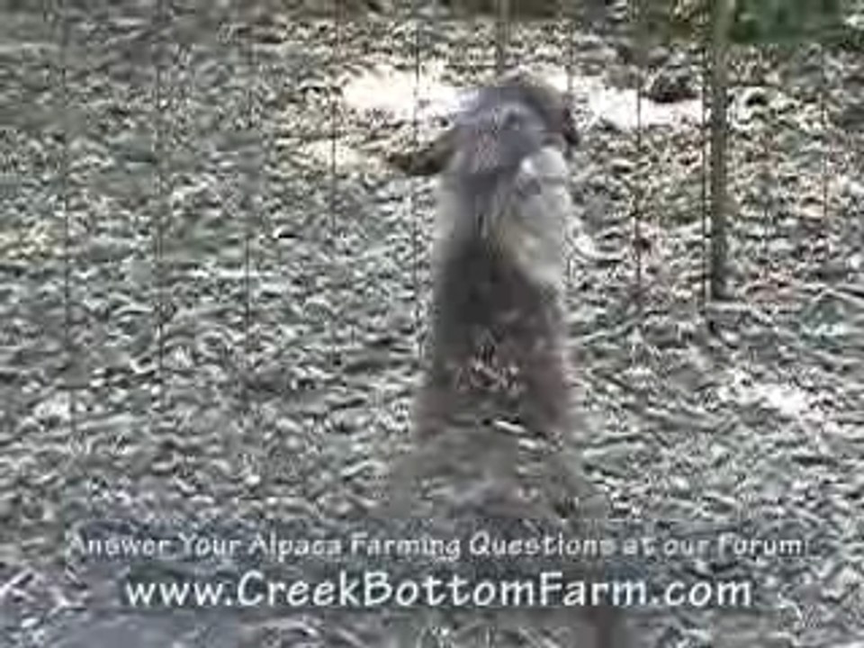 Alpaca Information