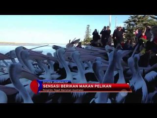 Download Video: Sensasi Seru Berinteraksi dengan Ratusan Pelikan di Australia - NET12