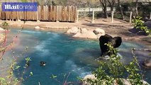 Bird overpowers elephant in a battle of wits in Utah zoo