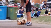 Gold Coast dog refuses to leave park and plays dead