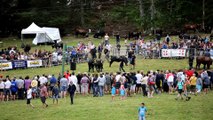 19e édition de la bataille de vaches Hérens