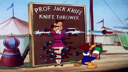 pica pau o acrobata maluco