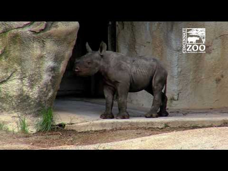 Cincinnati Zoo's Black Rhino Calf Kendi Has First Outdoor Exploration
