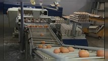 Allarme uova contaminate esteso in Europa, forse anche in Italia