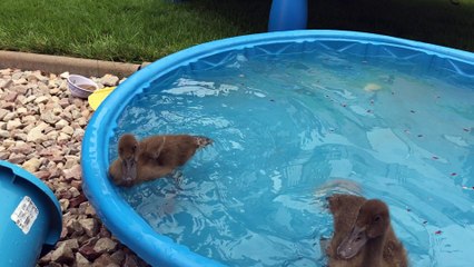 Luna and Whimsy Duck Update at 2.5 weeks old - Your Questions about Heat Lamps and Brooding Boxes Answered