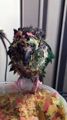 Kiwi the Bird Eats Fish Food