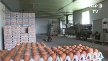 Crisis de huevos contaminados alcanza a Reino Unido y Francia