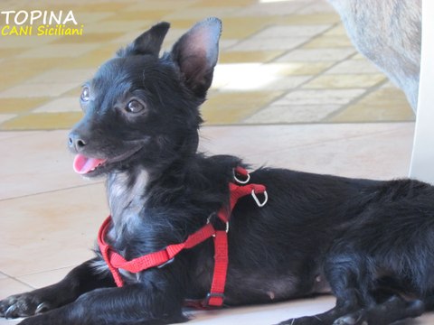 Pincher mangia stick in 4 minuti