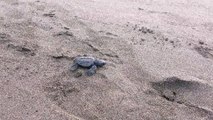 Sea Turtle Hatchling On the Way to the Pacific Ocean
