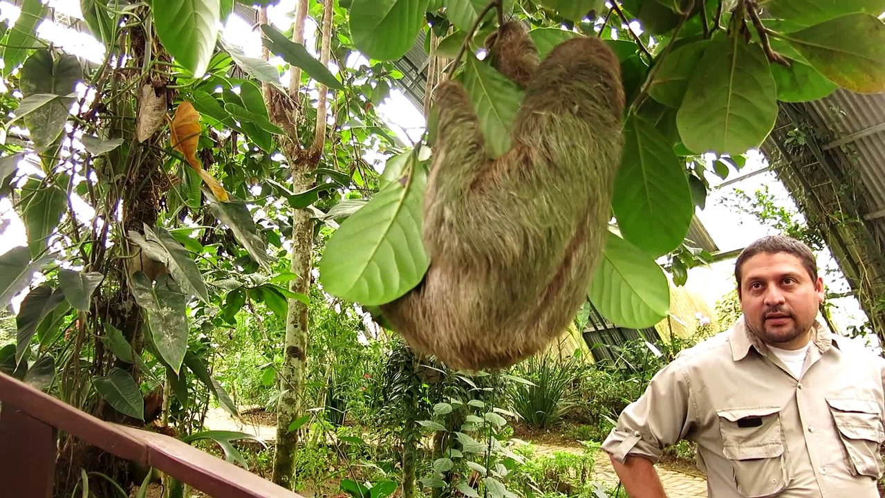 Orphaned and Captive Three-Toed Sloth