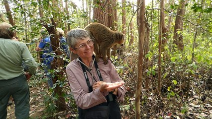 Feeding a Brown Lemur on Lemur Island in Madagascar