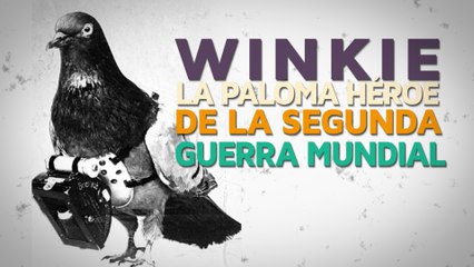 Winkie, la paloma héroe de la Segunda Guerra Mundial