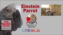 Love and Kisses from Einstein the Talking Texan Parrot!  