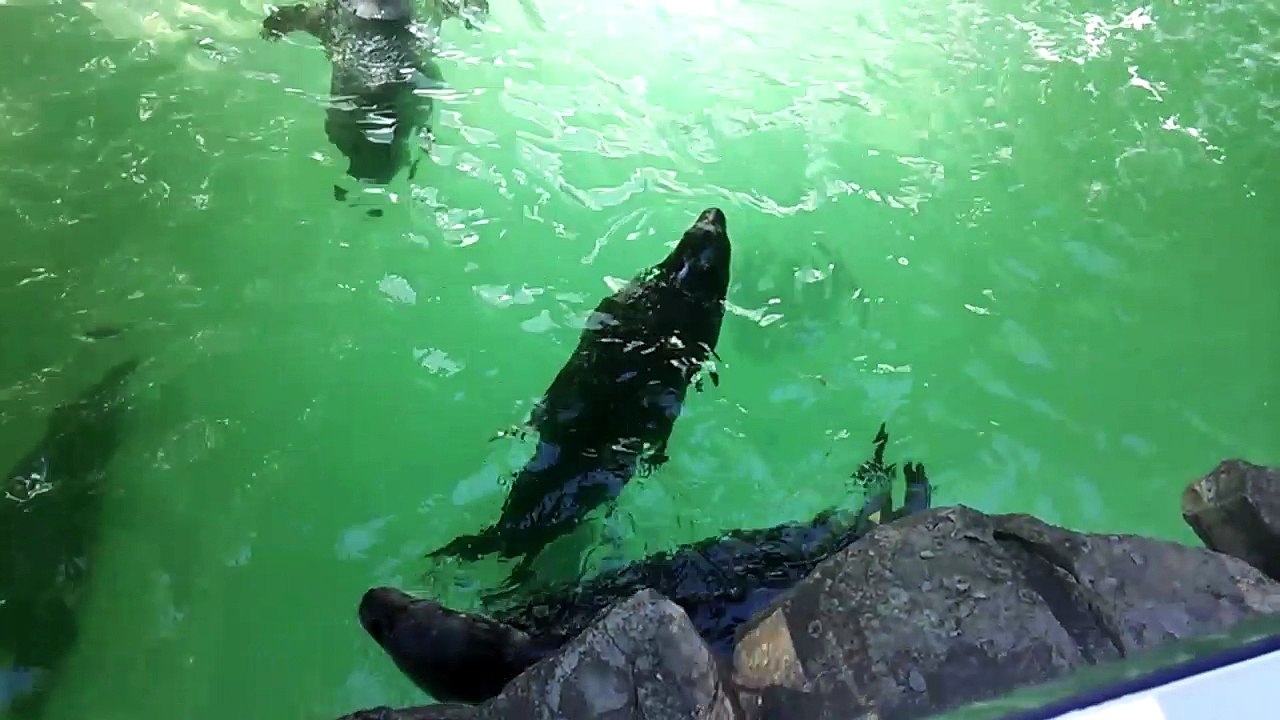 seal 150731_151931