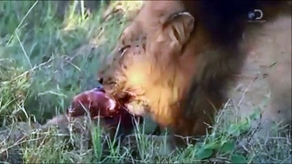 Mr T Mapogo. Most famous lion of the world