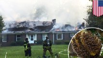 Man sets home on fire while trying to burn bees out of their hive