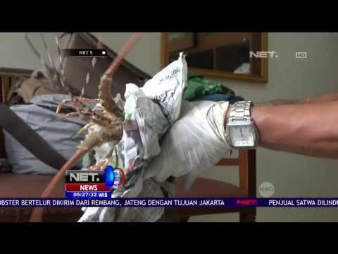 Penyelundupan Puluhan Lobster Bertelur Berhasil Digagalkan - NET5