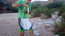 4K CC. Big Happy Gopher Snake, Catching Reptile & Amphibian pets in AZ CA NV TX Herping HD