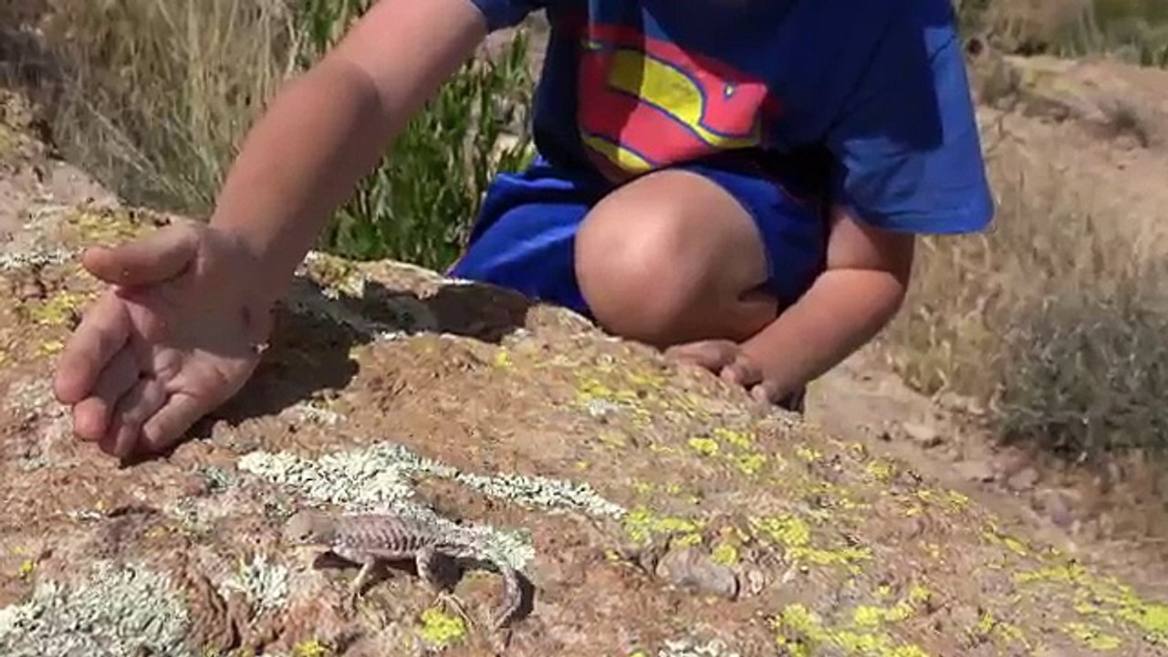 4K Peg Leg Dog Lizard, Catching Lizards, Snakes, Amphibians. Family Fun Herping AZ CA TX.