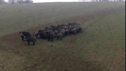 Une grosse , grosse compagnie de sanglier !
