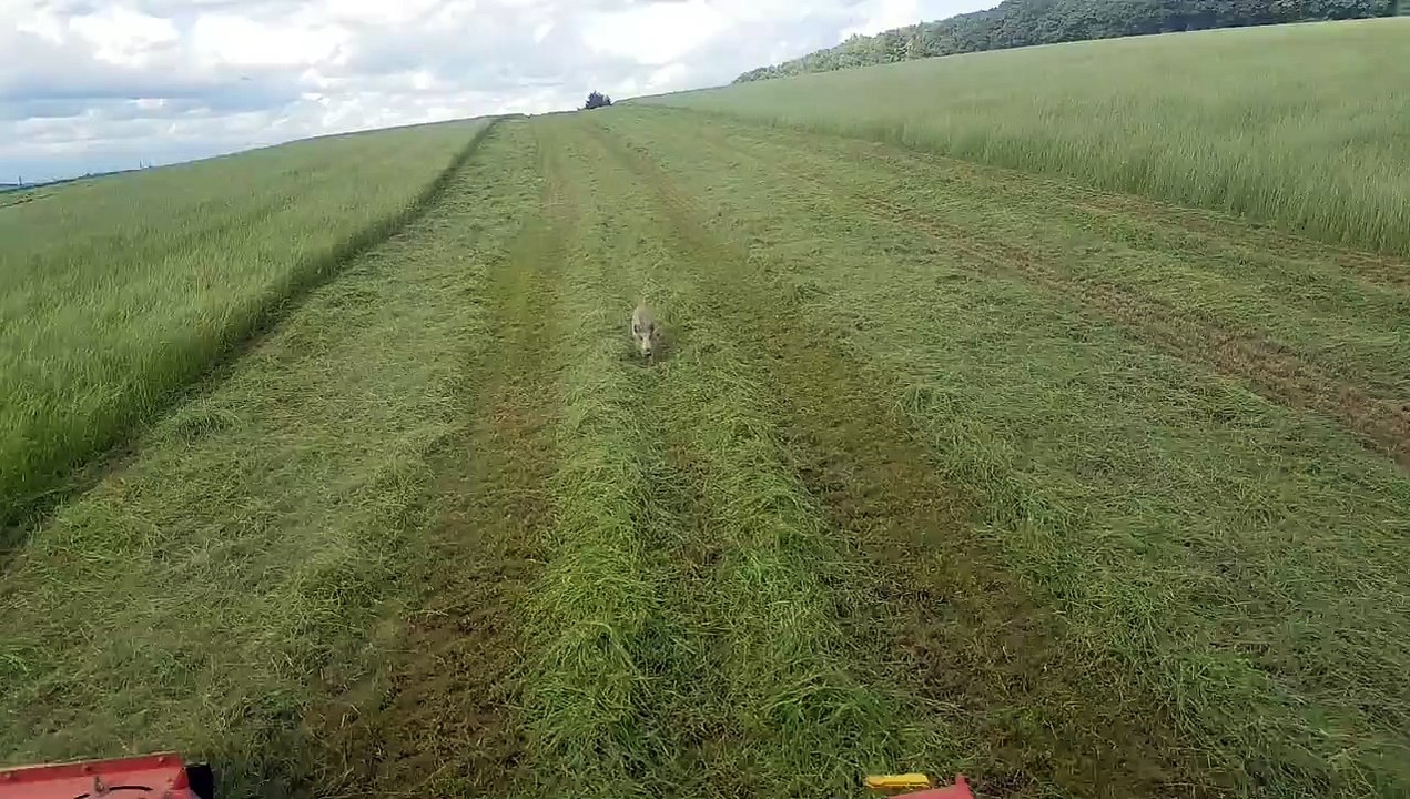 Un sanglier derrière le tracteur !