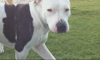 5 Negara Melarang Anjing Pitbull Dipelihara