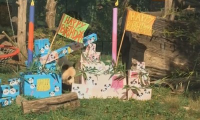 Menggemaskan, Panda Kembar Ini Rayakan Ulang Tahun Pertama