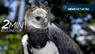 Harpy eagles, rare snakes & chimps in decline