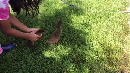 Introducing Luna and Whimsy to Water and Swimming at 1.5 Weeks Old