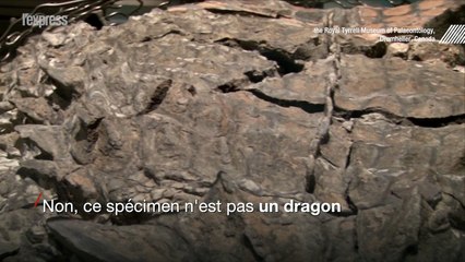 Un dinosaure de 110 millions d'années découvert au Canada